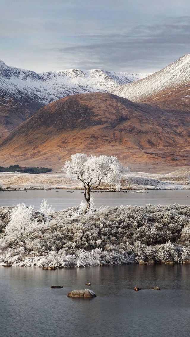 640x1136 Snow tree -  iPhone Wallpaper