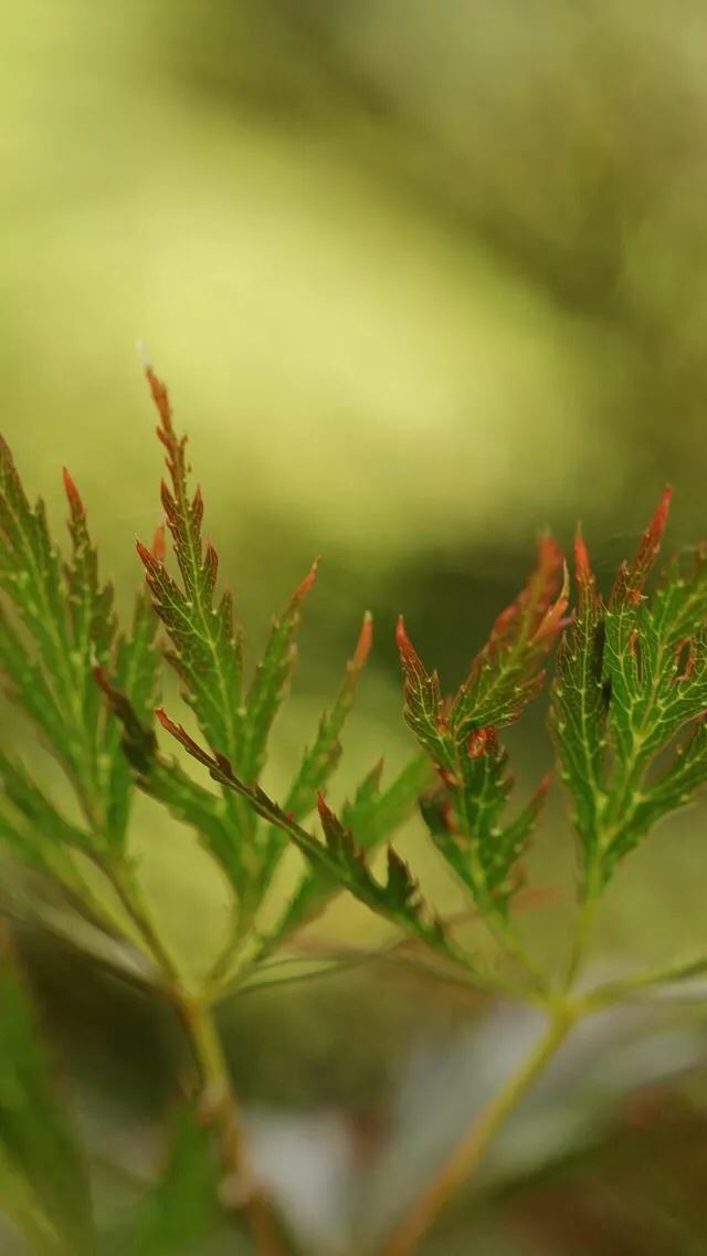 640x1136 Leaves close up - leaves iPhone Wallpaper