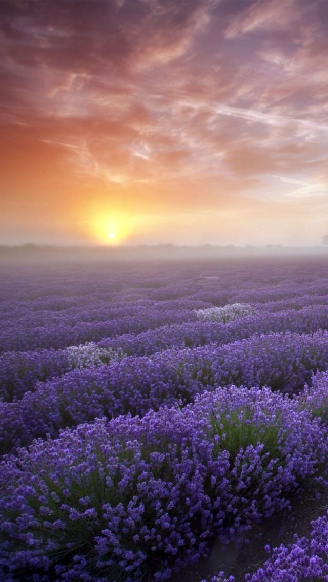 640x1136 Lavender - sunrise iPhone Wallpaper