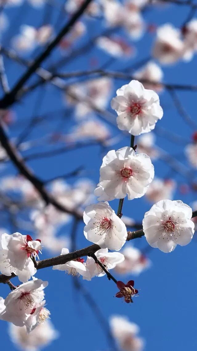 640x1136 White Plum - pink iPhone Wallpaper