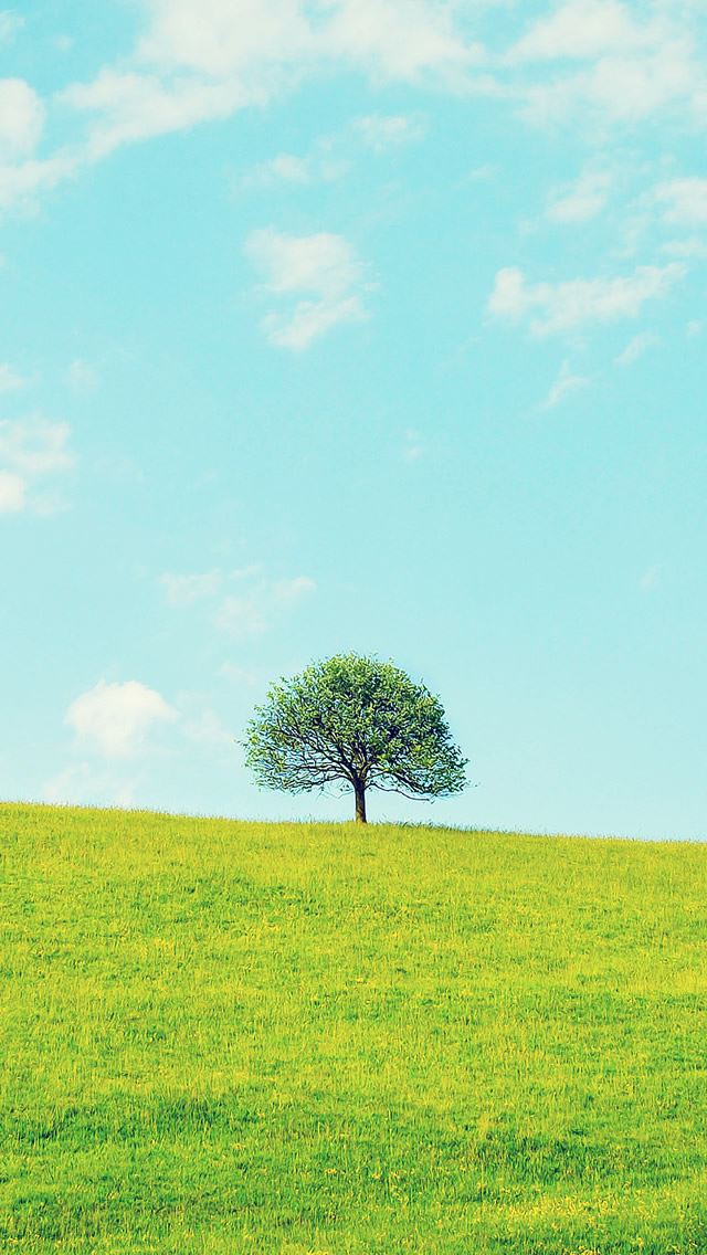 640x1136 Vivid Spring - trees iPhone Wallpaper