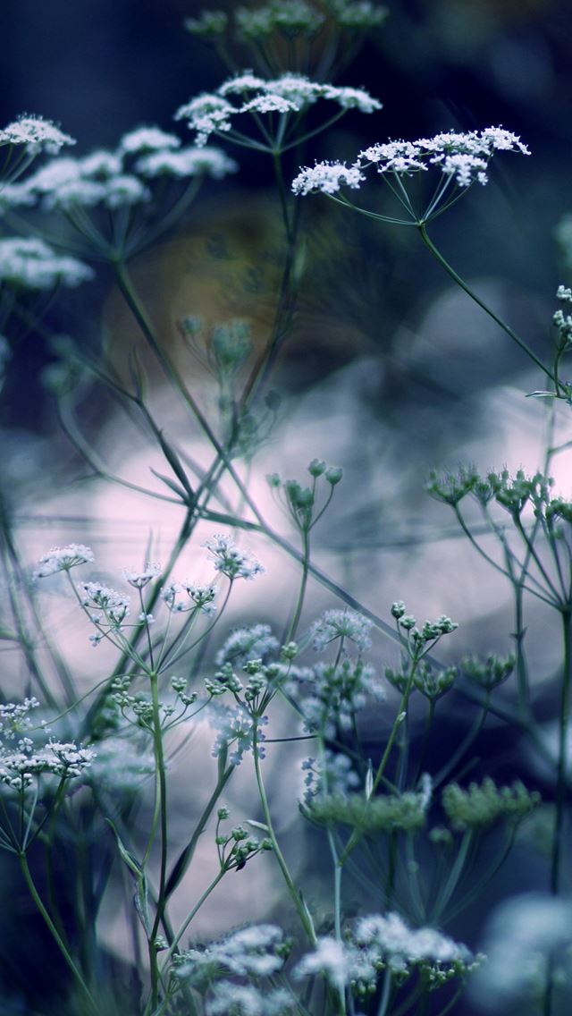 640x1136 Summer flowers bokeh - summer iPhone Wallpaper