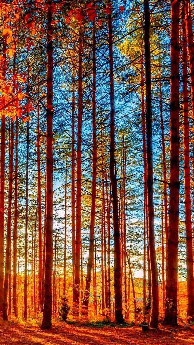 640x1136 Autumn Forest Painting -  iPhone Wallpaper