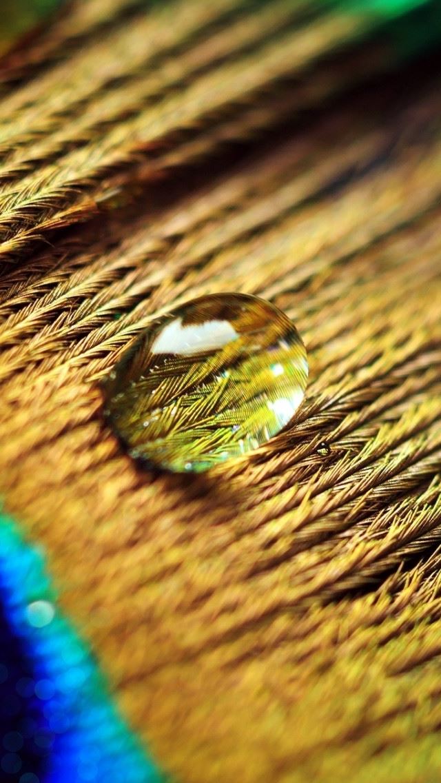640x1136 Peacock Feather Drops - peacock iPhone Wallpaper