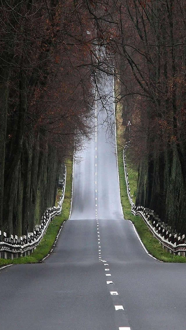 Road In Forest iPhone wallpaper 