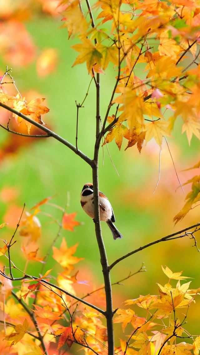 640x1136 Little Cute Sparrow -  iPhone Wallpaper