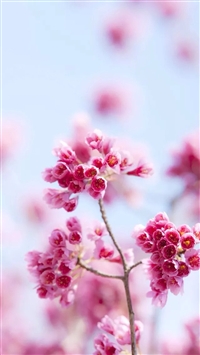 Pink flowers wallpaper