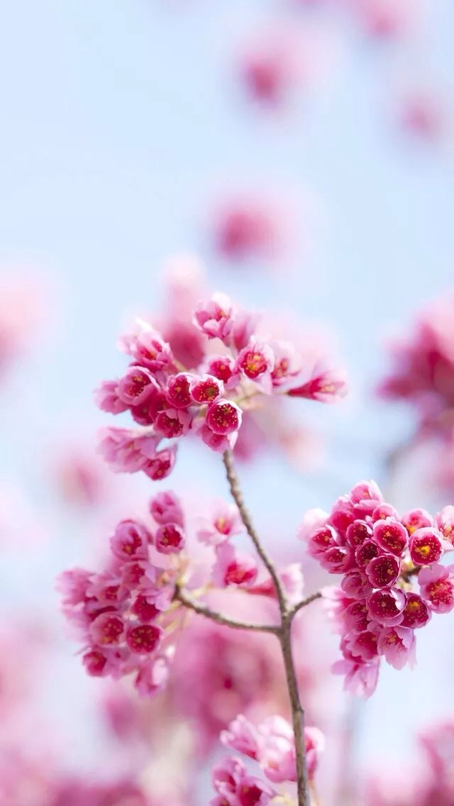640x1136 Pink flowers - pink iPhone Wallpaper