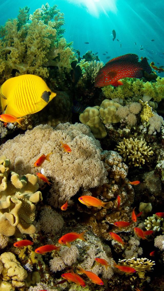 640x1136 Coral Reef Fish - coral iPhone Wallpaper