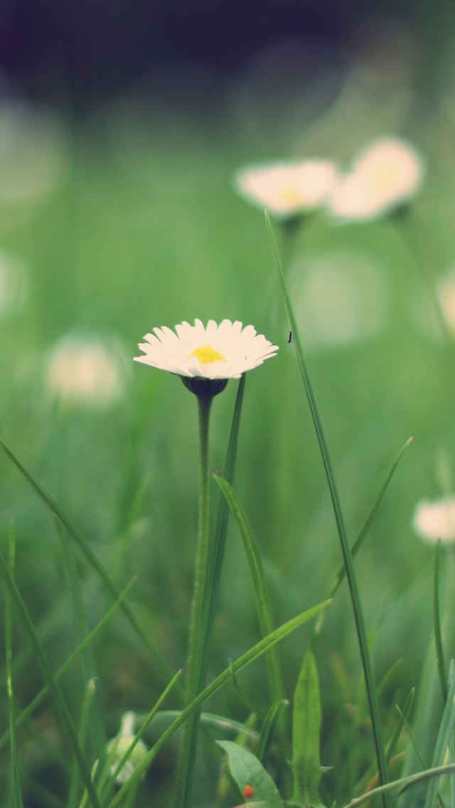 640x1136 Small daisies - daisies iPhone Wallpaper