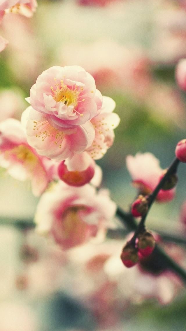 640x1136 Pink Tree Flower - pink iPhone Wallpaper
