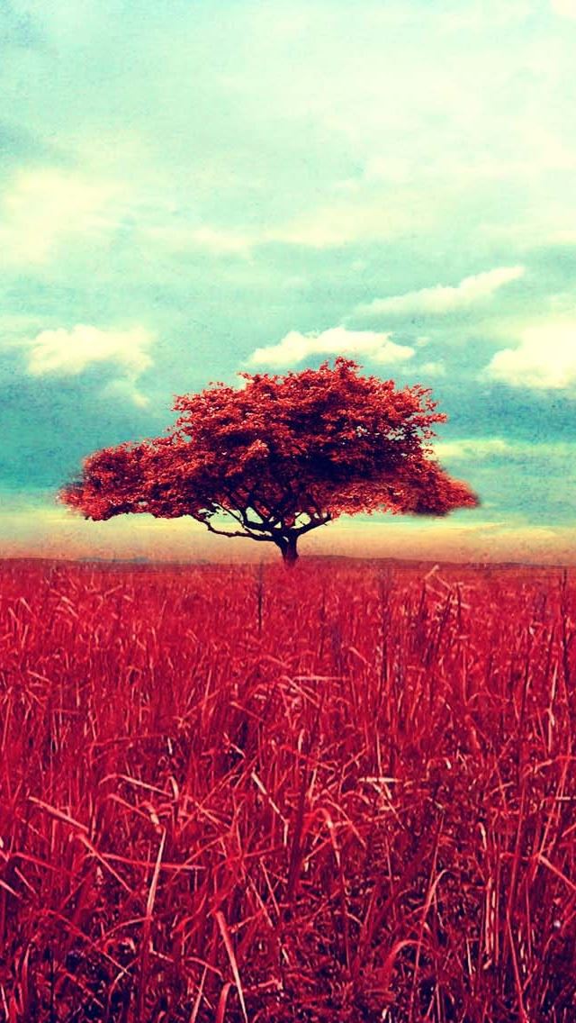 640x1136 Lone Red Tree - lone iPhone Wallpaper