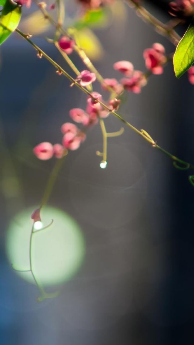 640x1136 Twig Pink Flowers - pink iPhone Wallpaper