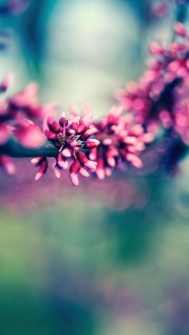 640x1136 Beautiful Spring Colours - branch iPhone Wallpaper