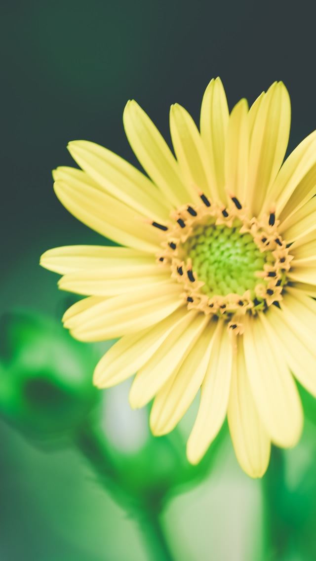 640x1136 Unsaturated Yellow Flower - petal iPhone Wallpaper