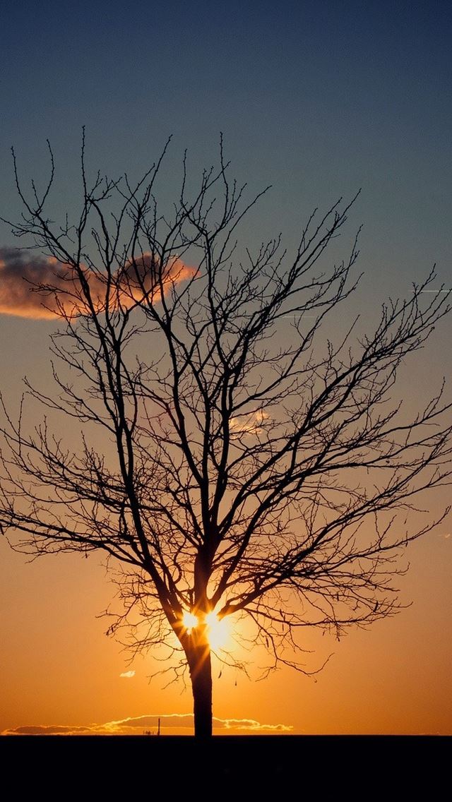 640x1136 Dark tree cloud sunset -  iPhone Wallpaper