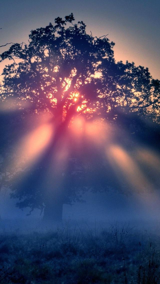 640x1136 Foggy Sunrise Nature - pink iPhone Wallpaper