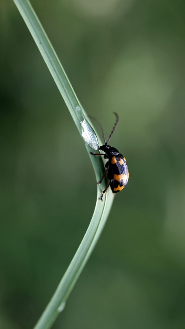 640x1136 Black beetles with orange spots - spots iPhone Wallpaper