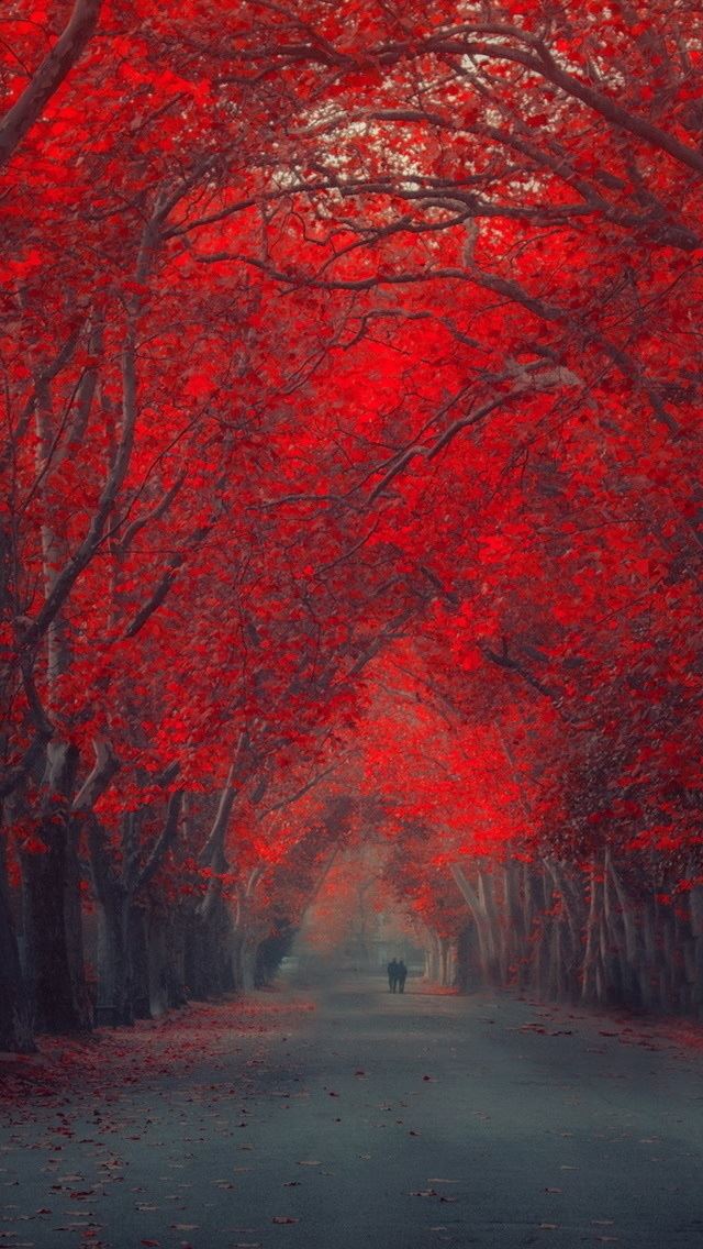 640x1136 Enchanting - leafs iPhone Wallpaper