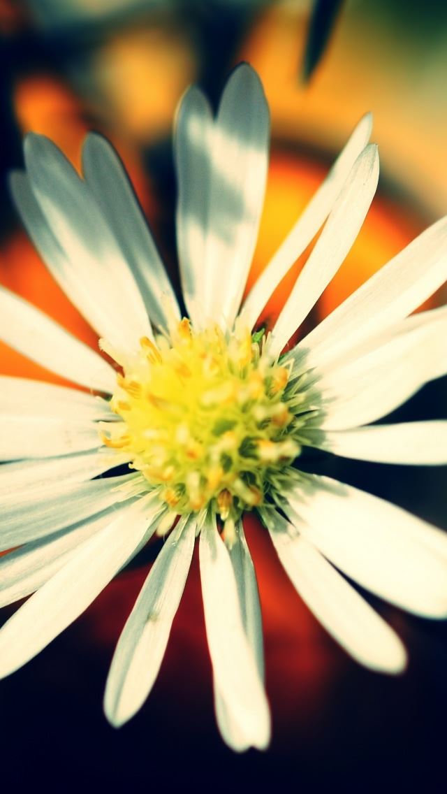 640x1136 White Daisy Petals - petals iPhone Wallpaper