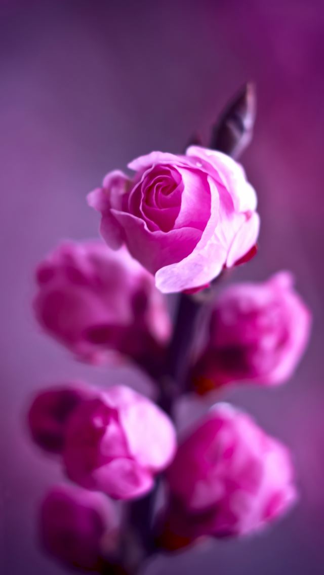 640x1136 Pink roses branch - pink iPhone Wallpaper