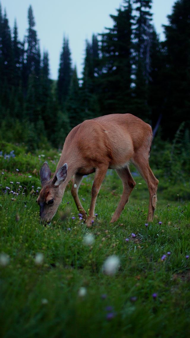 640x1136 Dear animal - deer iPhone Wallpaper