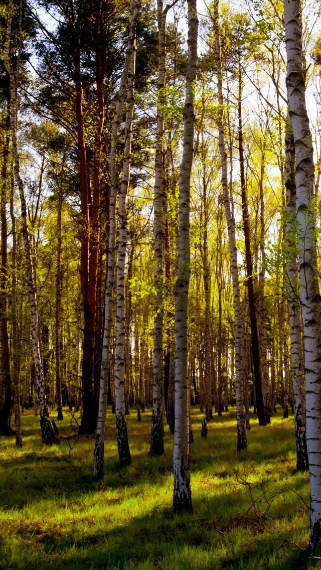 640x1136 Leafless Birch Forest - birch iPhone Wallpaper