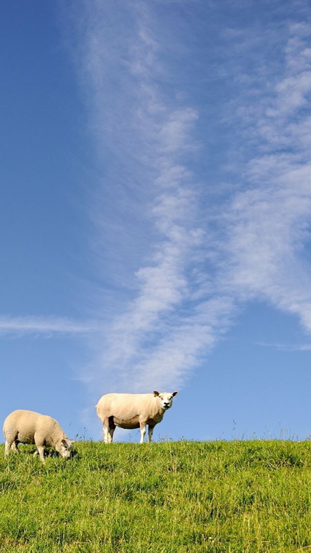 640x1136 Sheeps -  iPhone Wallpaper
