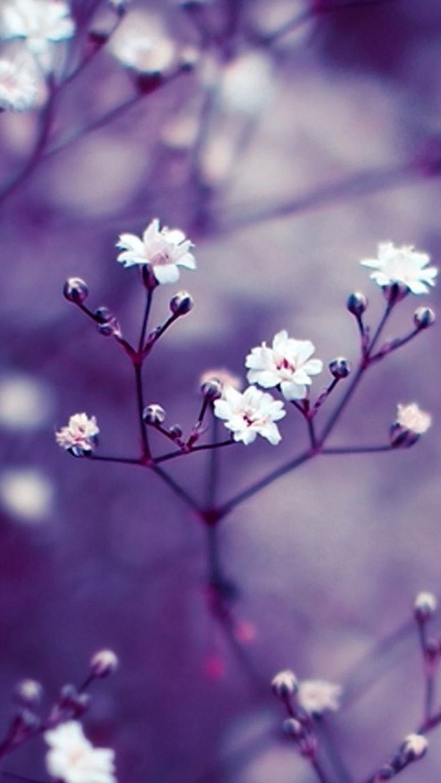 640x1136 Nature Flowers Macro - pink iPhone Wallpaper