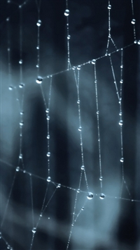 Spider web wallpaper