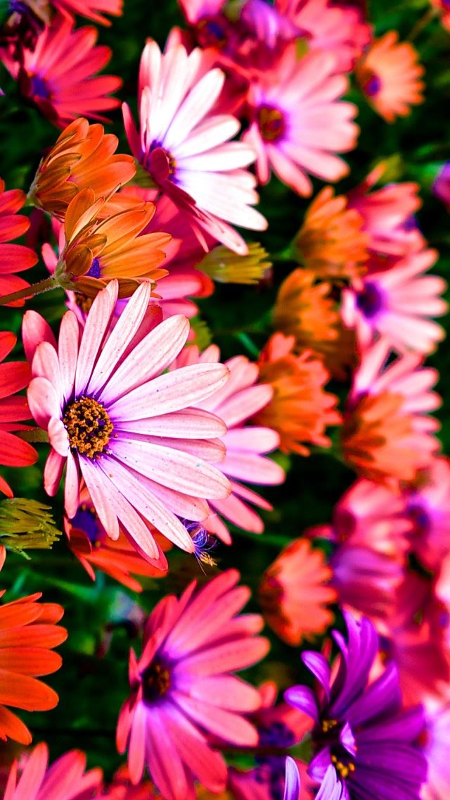 640x1136 Vibrance - pink iPhone Wallpaper