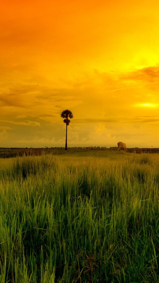 640x1136 Beautiful Yellow Sunset - tree iPhone Wallpaper