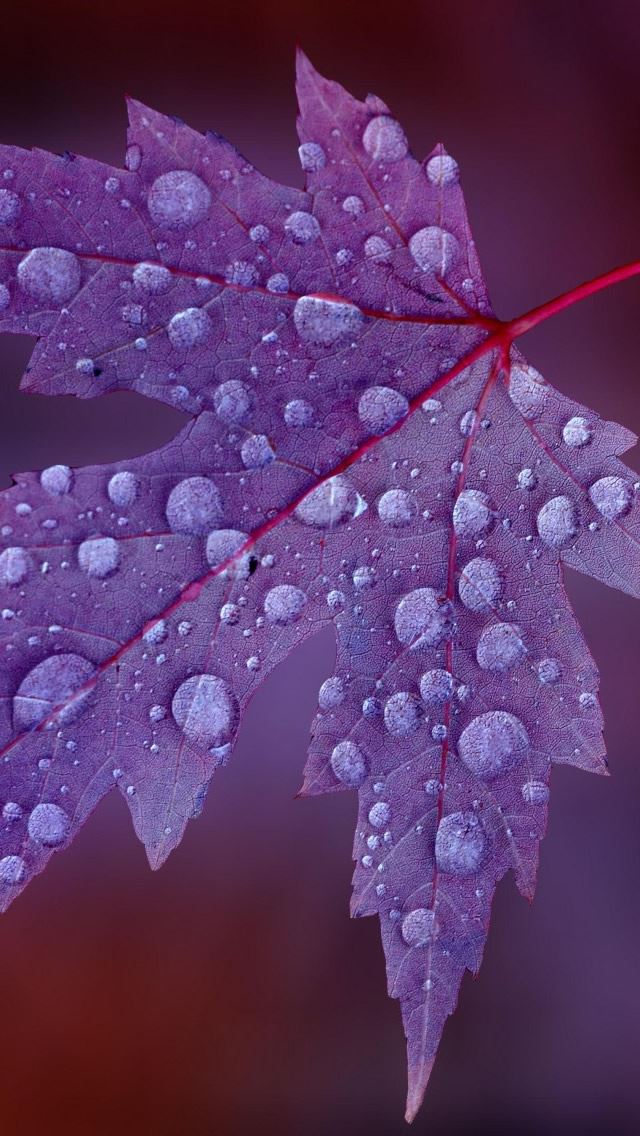 640x1136 The Leaves After The Rain - droplet iPhone Wallpaper