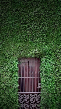 Green wall wallpaper