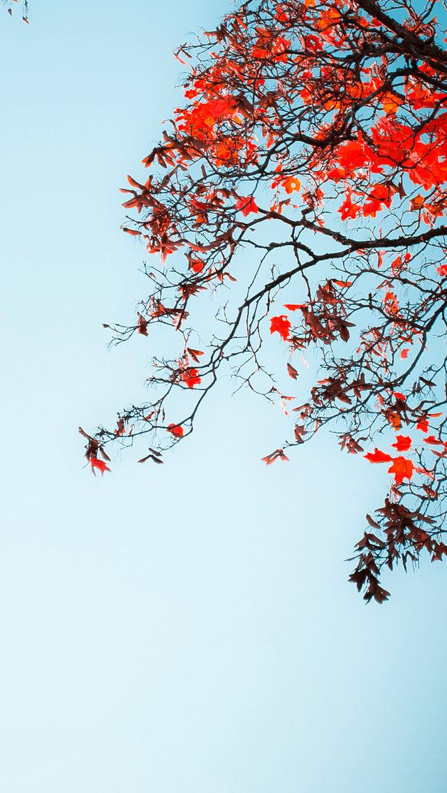 640x1136 red tree in the autumn - autumn iPhone Wallpaper
