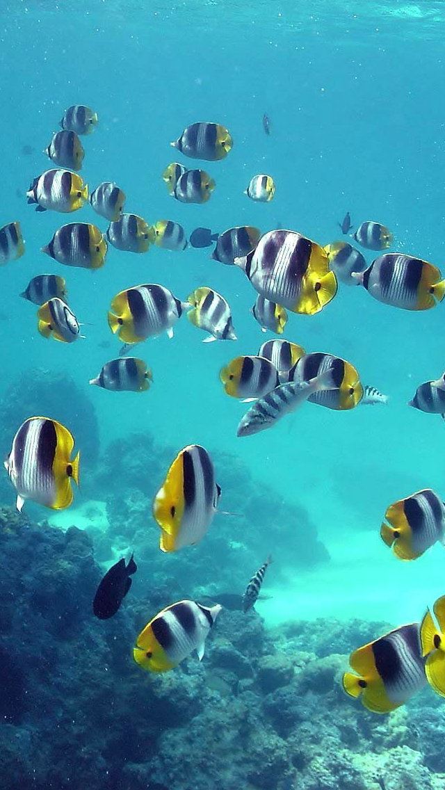 640x1136 blue sea fish -  iPhone Wallpaper