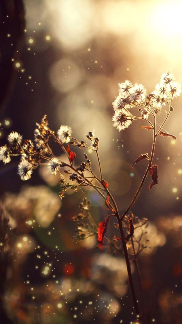 640x1136 nature dandelion -  iPhone Wallpaper