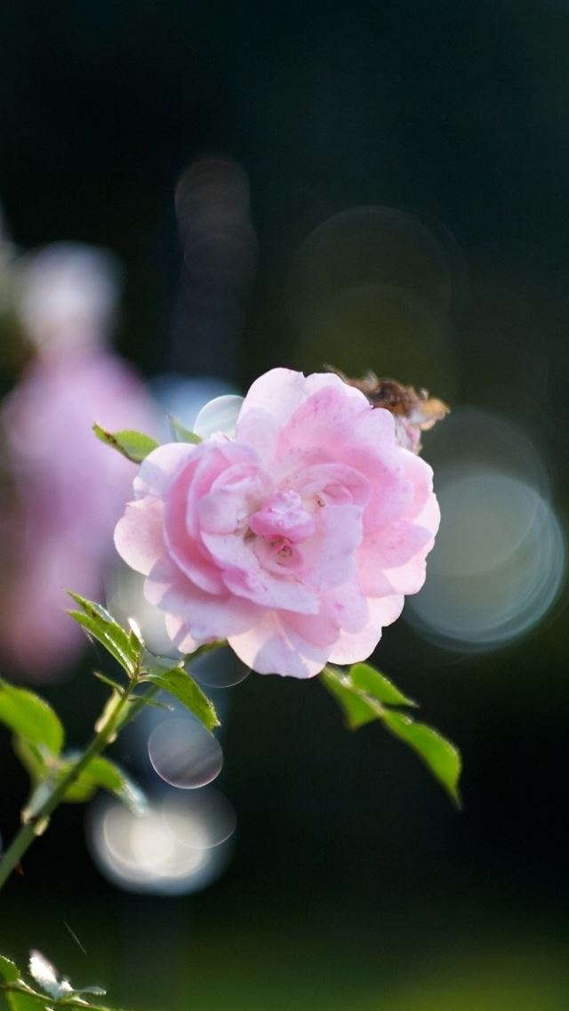 640x1136 Pink rose bokeh - pink iPhone Wallpaper