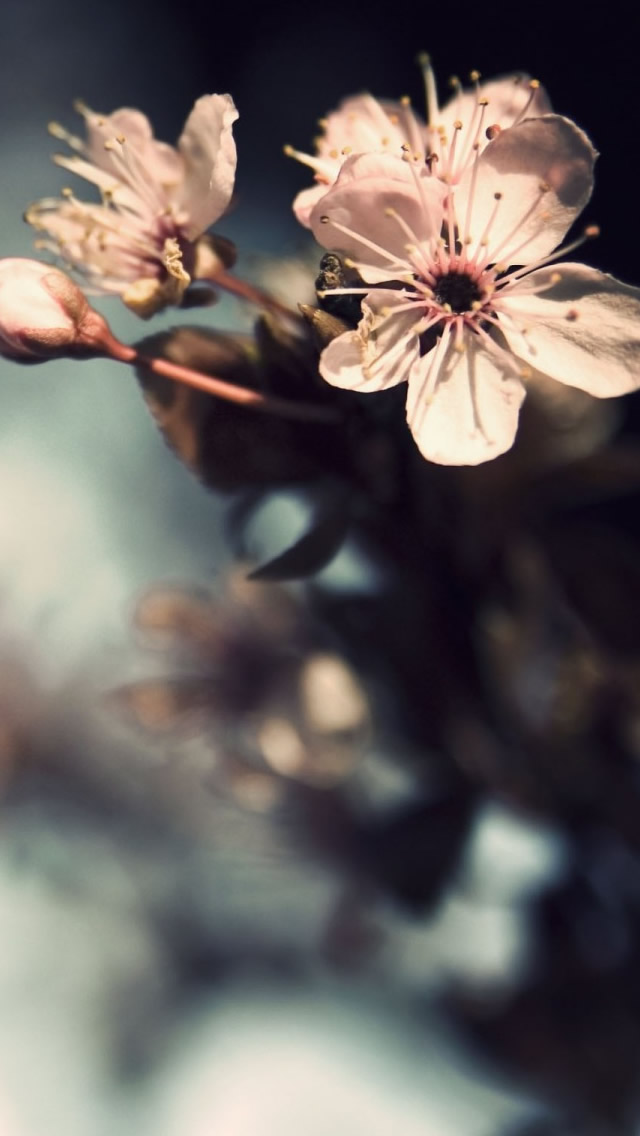 Nature Flowers Pink Bloom iPhone wallpaper 