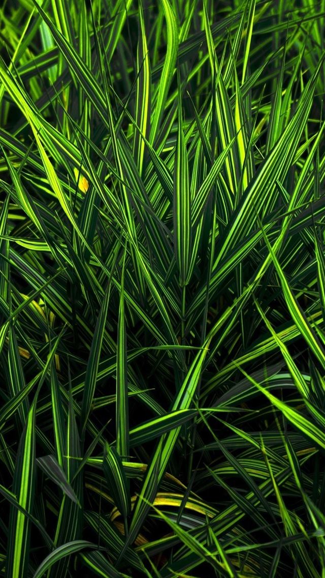 640x1136 Green grass - grass iPhone Wallpaper