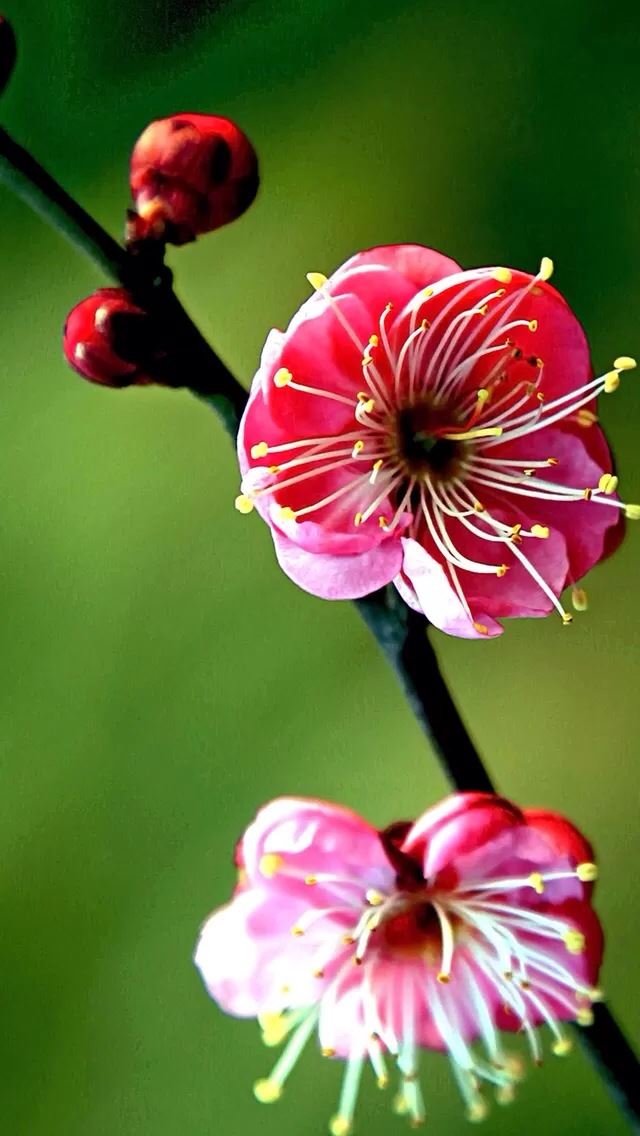 640x1136 Peach blossom - flower iPhone Wallpaper