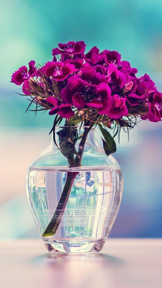 1284x2778 Purple Carnation In A Vase Flower - purple iPhone Wallpaper
