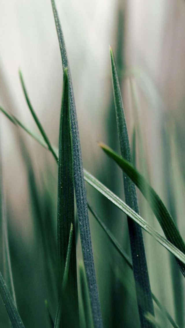 640x1136 Green grass - bokeh iPhone Wallpaper