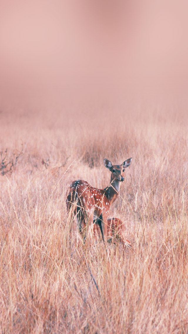 640x1136 tadoba spotted deer on the farm - deer iPhone Wallpaper