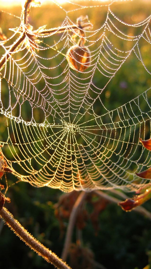 640x1136 Dew on spider web - dew iPhone Wallpaper
