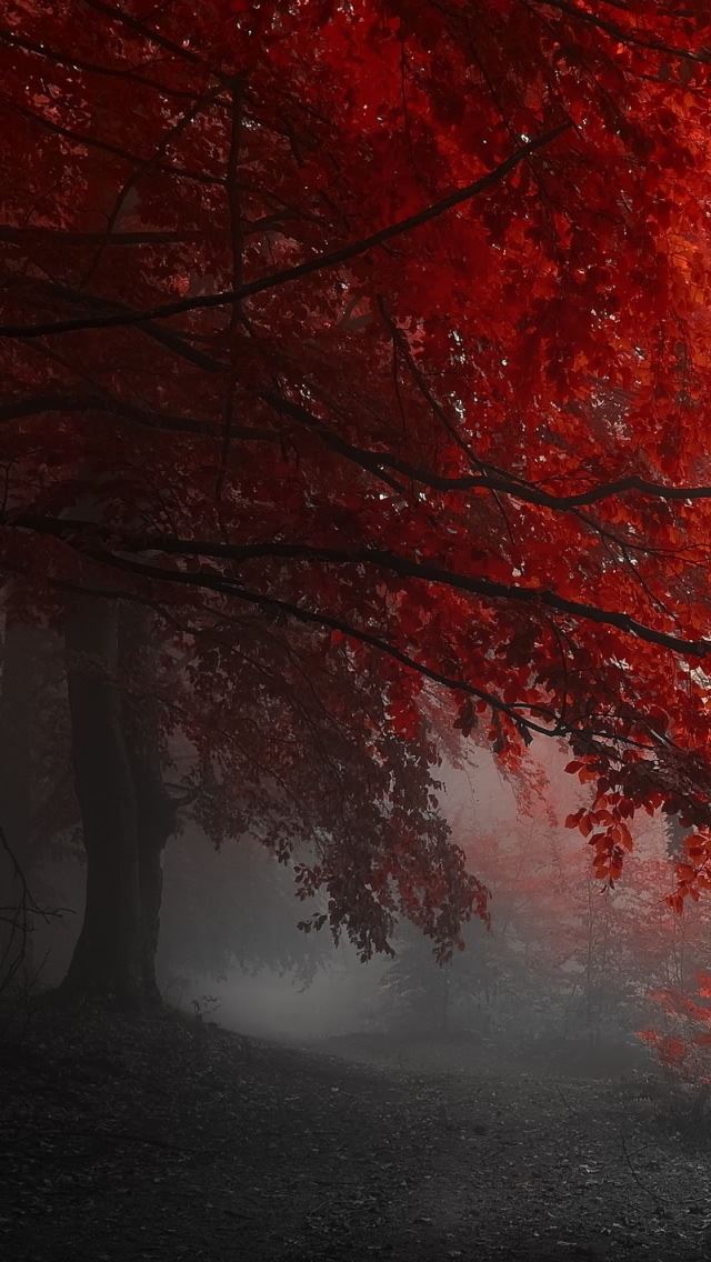 640x1136 Fairy Forest - branch iPhone Wallpaper