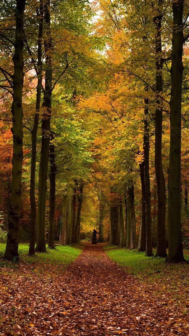 640x1136 Forest roads - roads iPhone Wallpaper