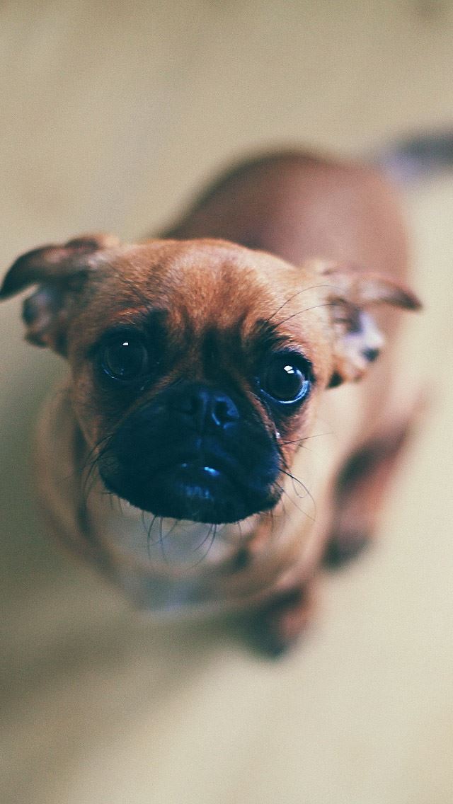 640x1136 Feed me -  iPhone Wallpaper