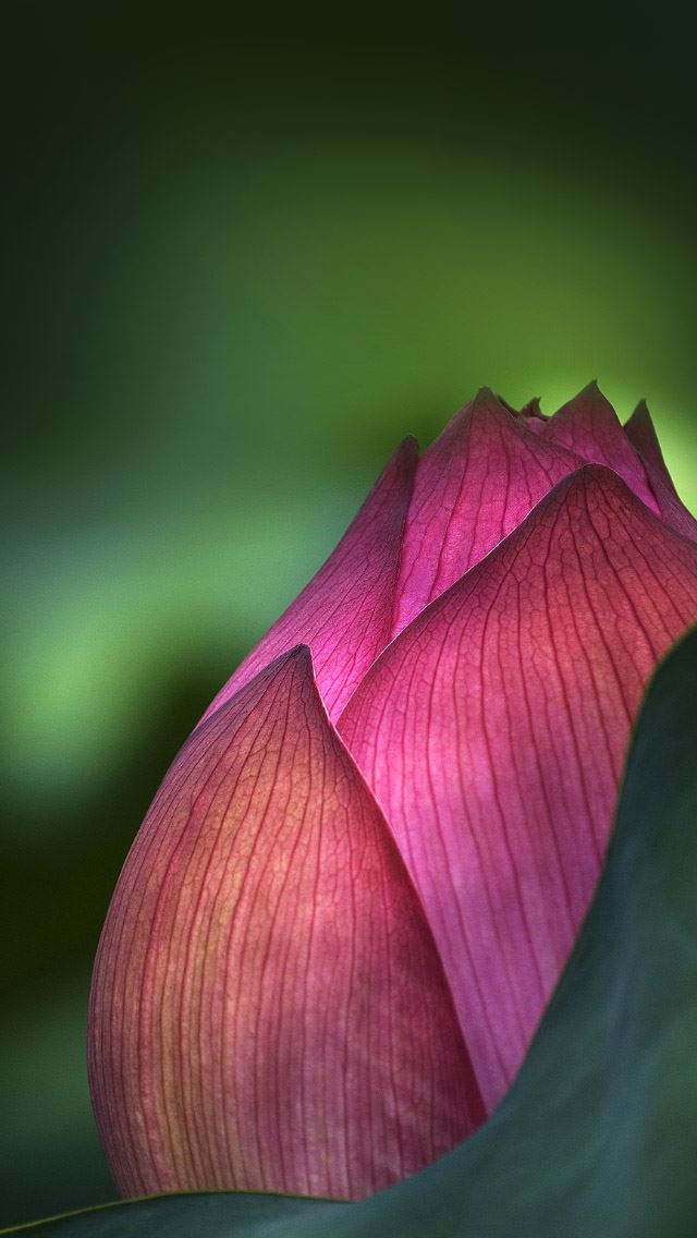 640x1136 flower closeup - pink iPhone Wallpaper