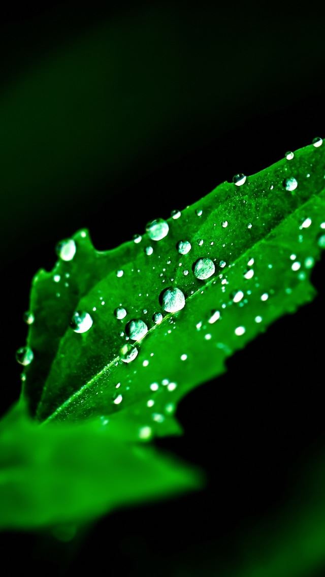 640x1136 All The Little Details - droplet iPhone Wallpaper
